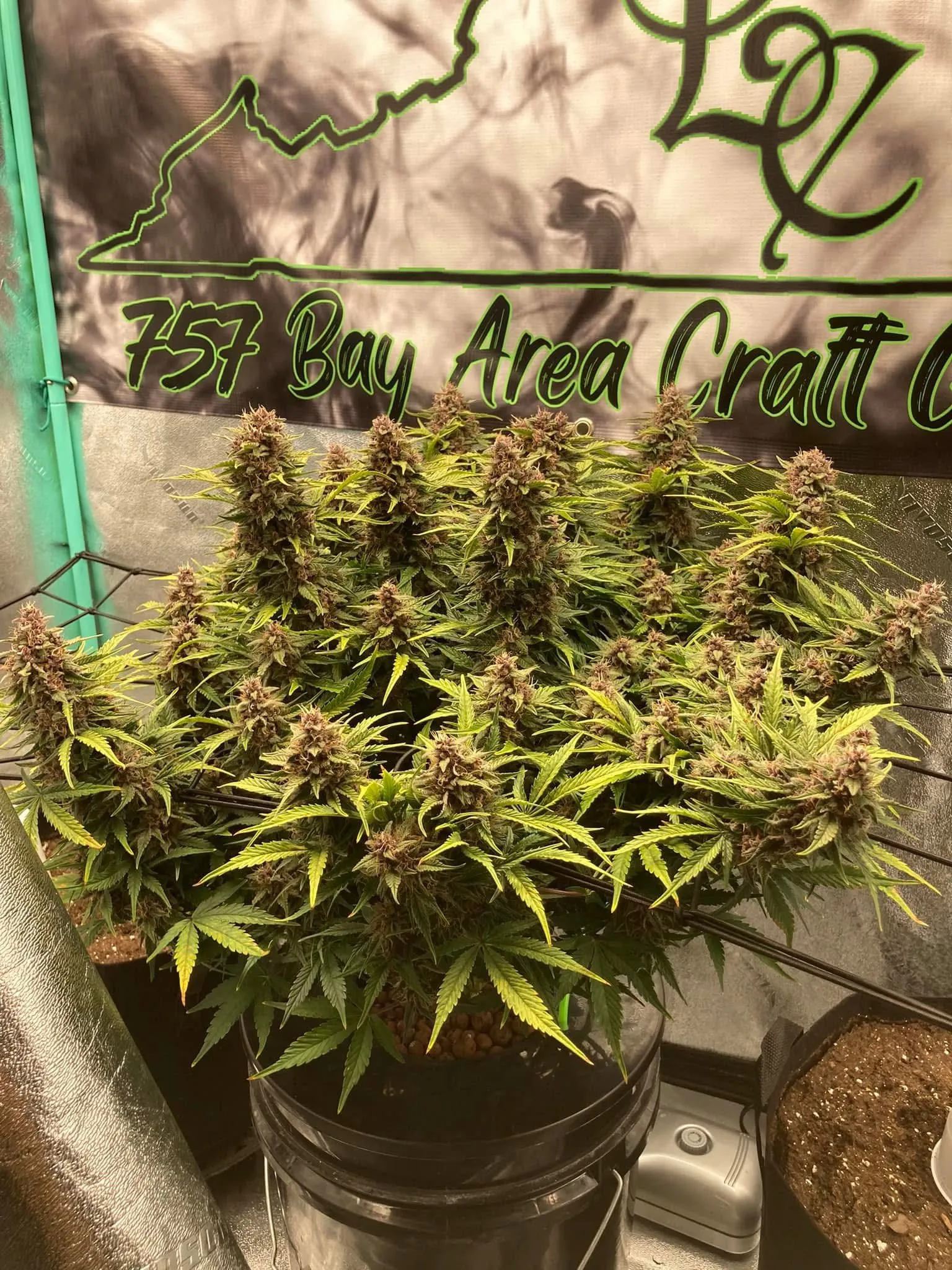 Planet Delicious R2 - Savage Land Exotics