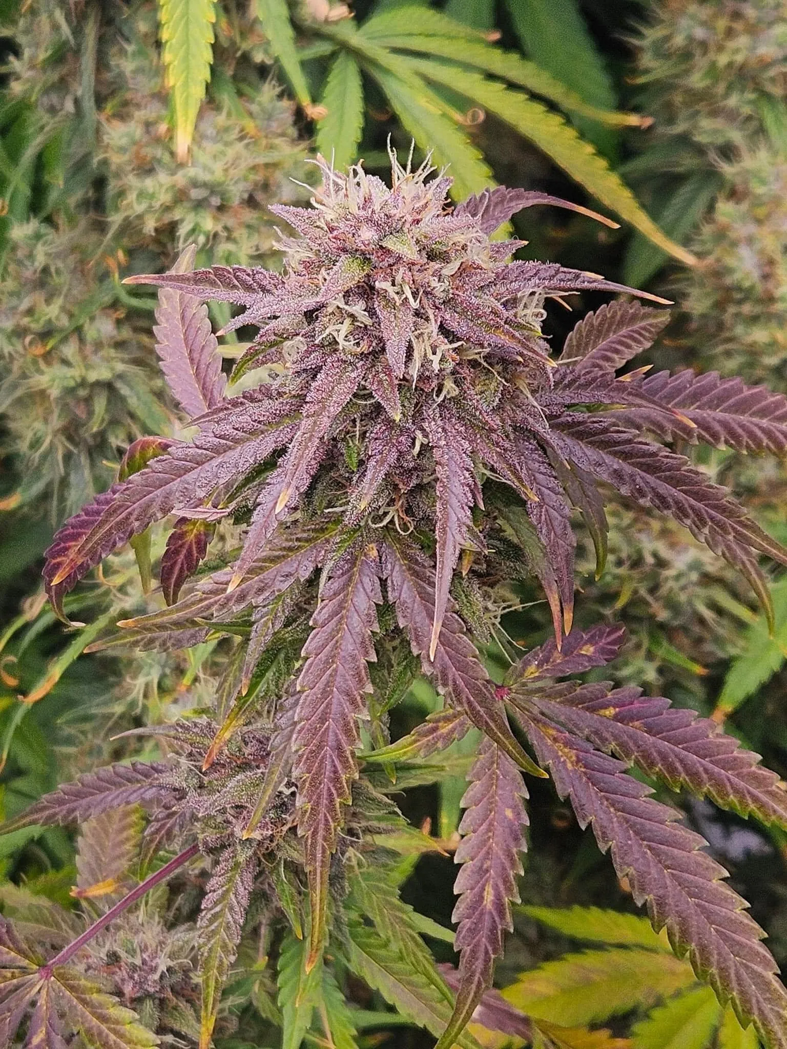 Planet Wednesday - Savage Land Exotics