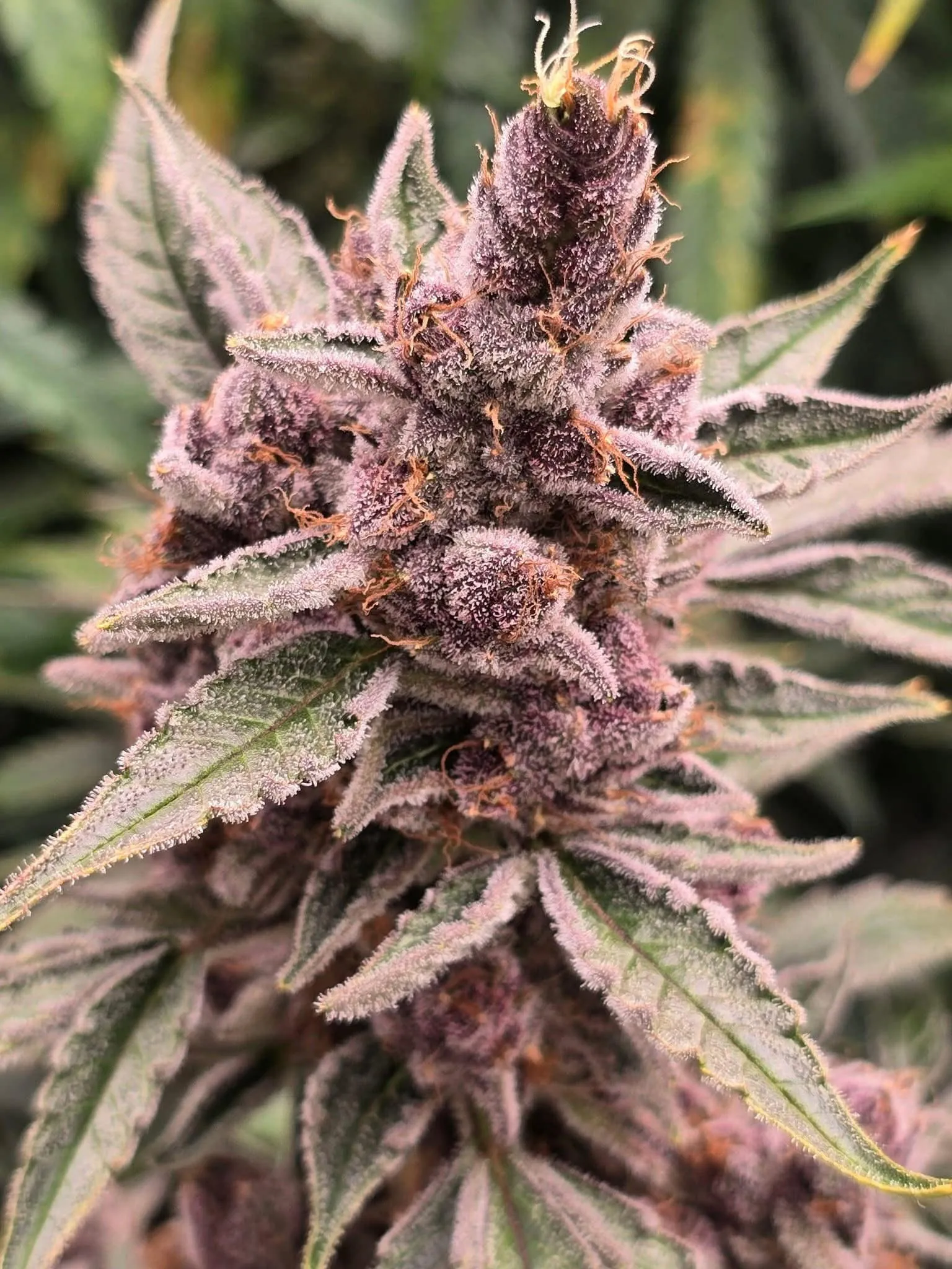 Planet Wednesday - Savage Land Exotics