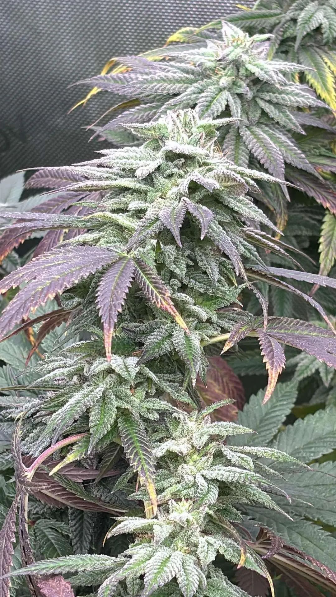 Puppy Breath S1 - Savage Land Exotics
