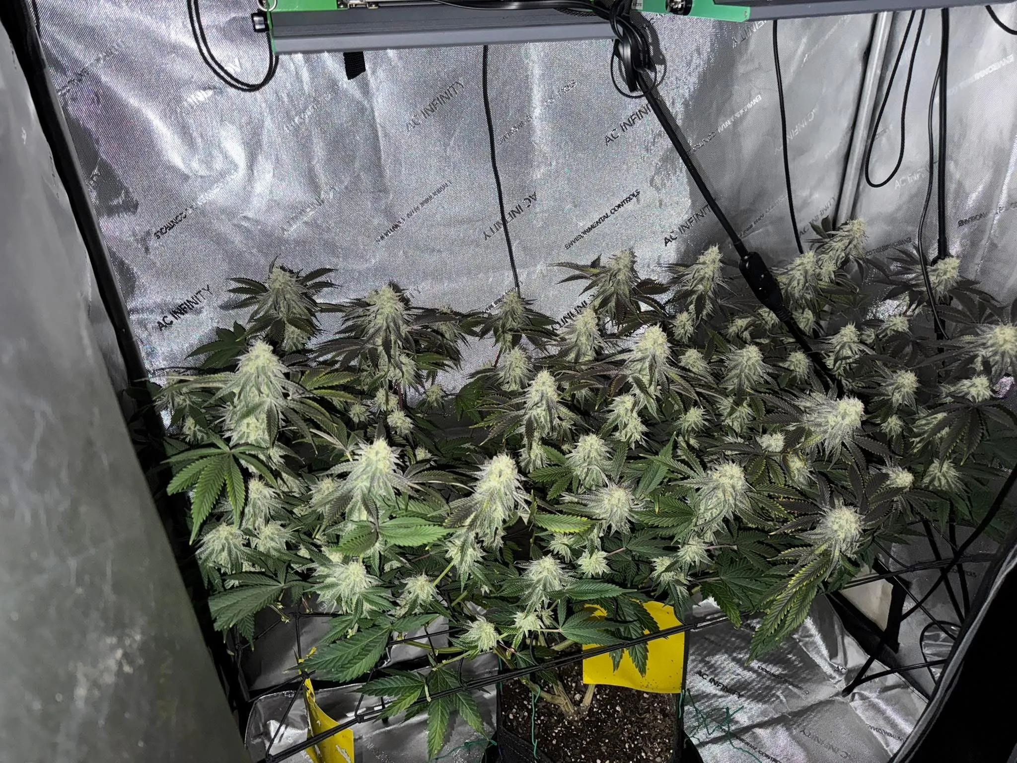 Puppy Breath S1 - Savage Land Exotics