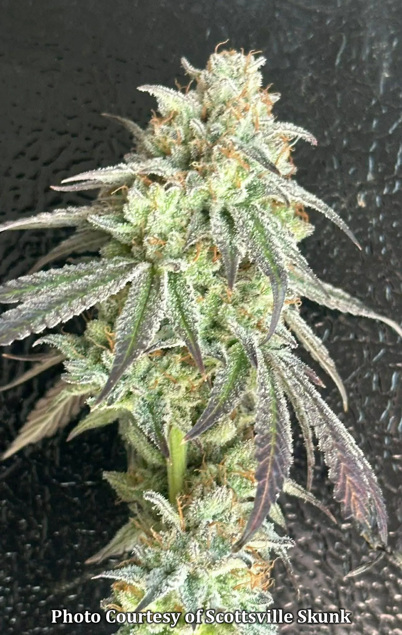 Puppy Monkey Baby - Savage Land Exotics