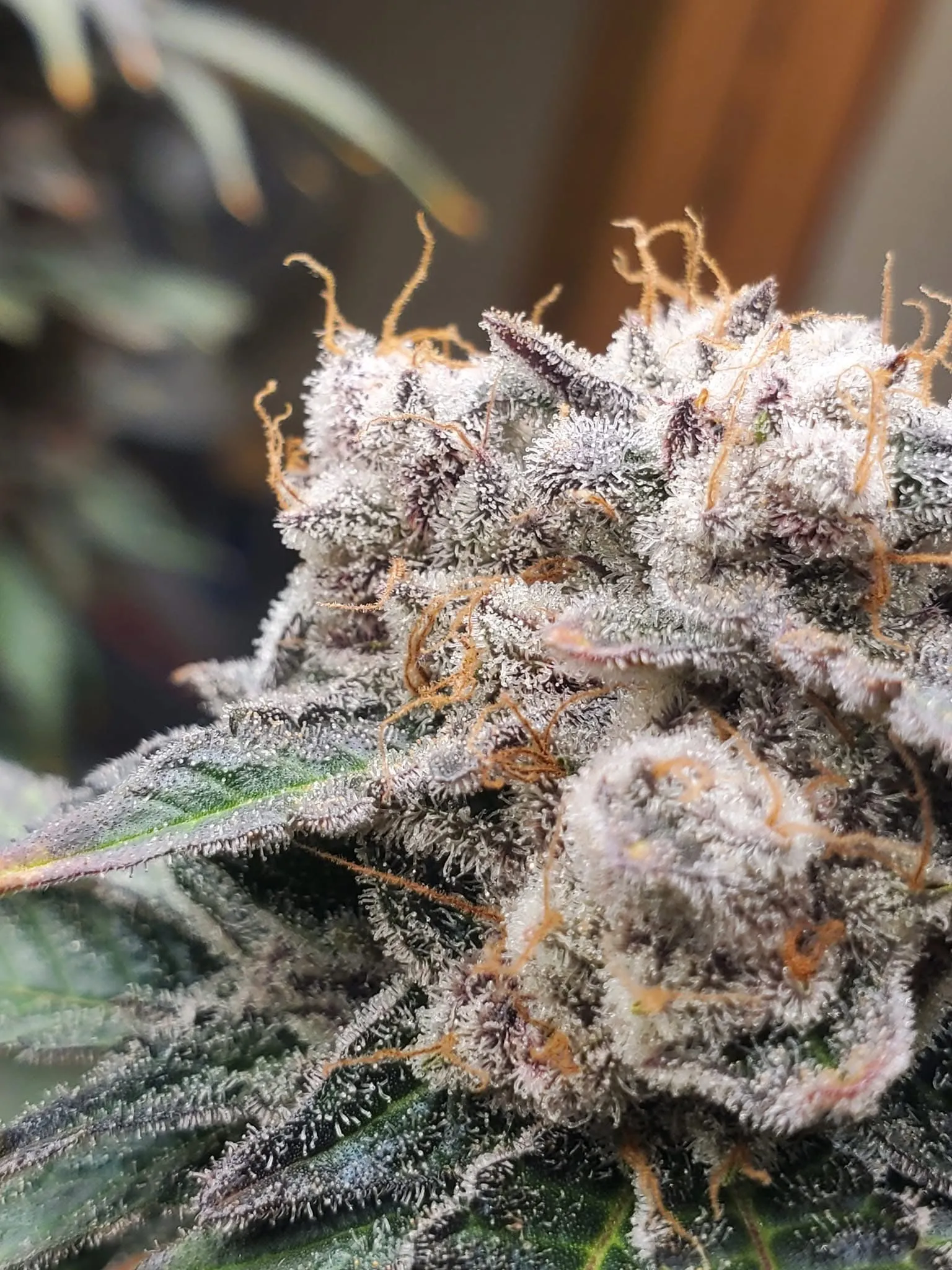 Purple Gorilla Warfare F1 (Reg) - Savage Land Exotics