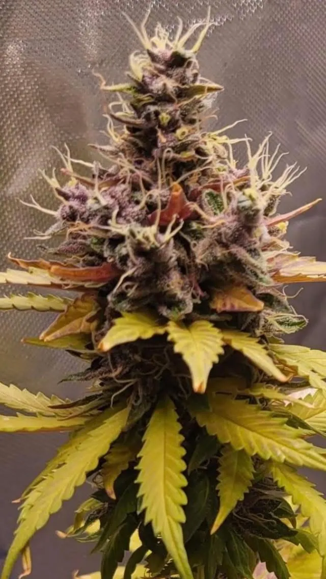 Purple Gorilla Warfare F1 (Reg) - Savage Land Exotics
