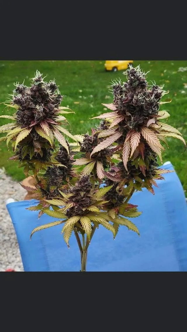 Purple Gorilla Warfare F1 (Reg) - Savage Land Exotics