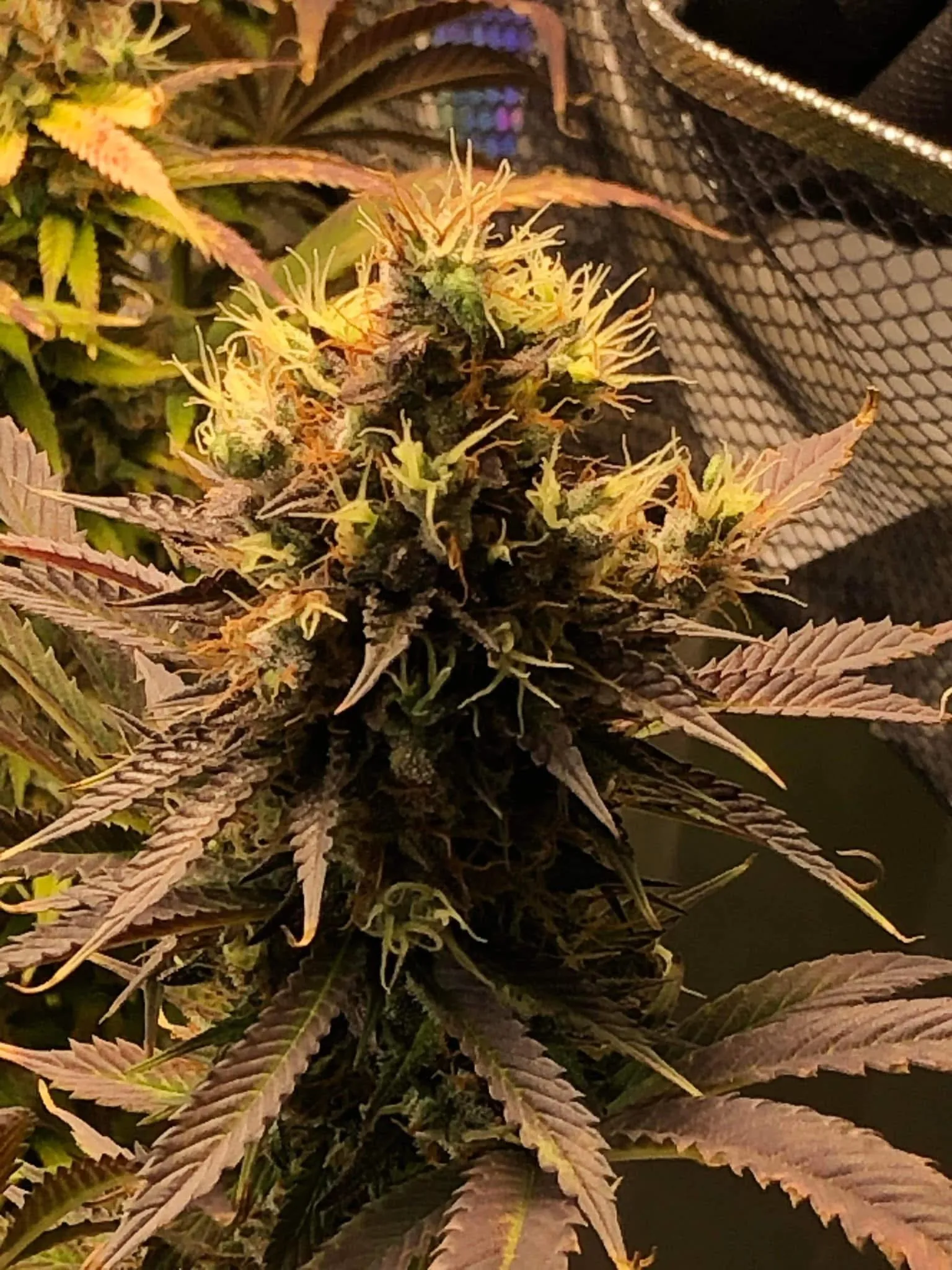 Purple Gorilla Warfare F2 (Reg) - Savage Land Exotics