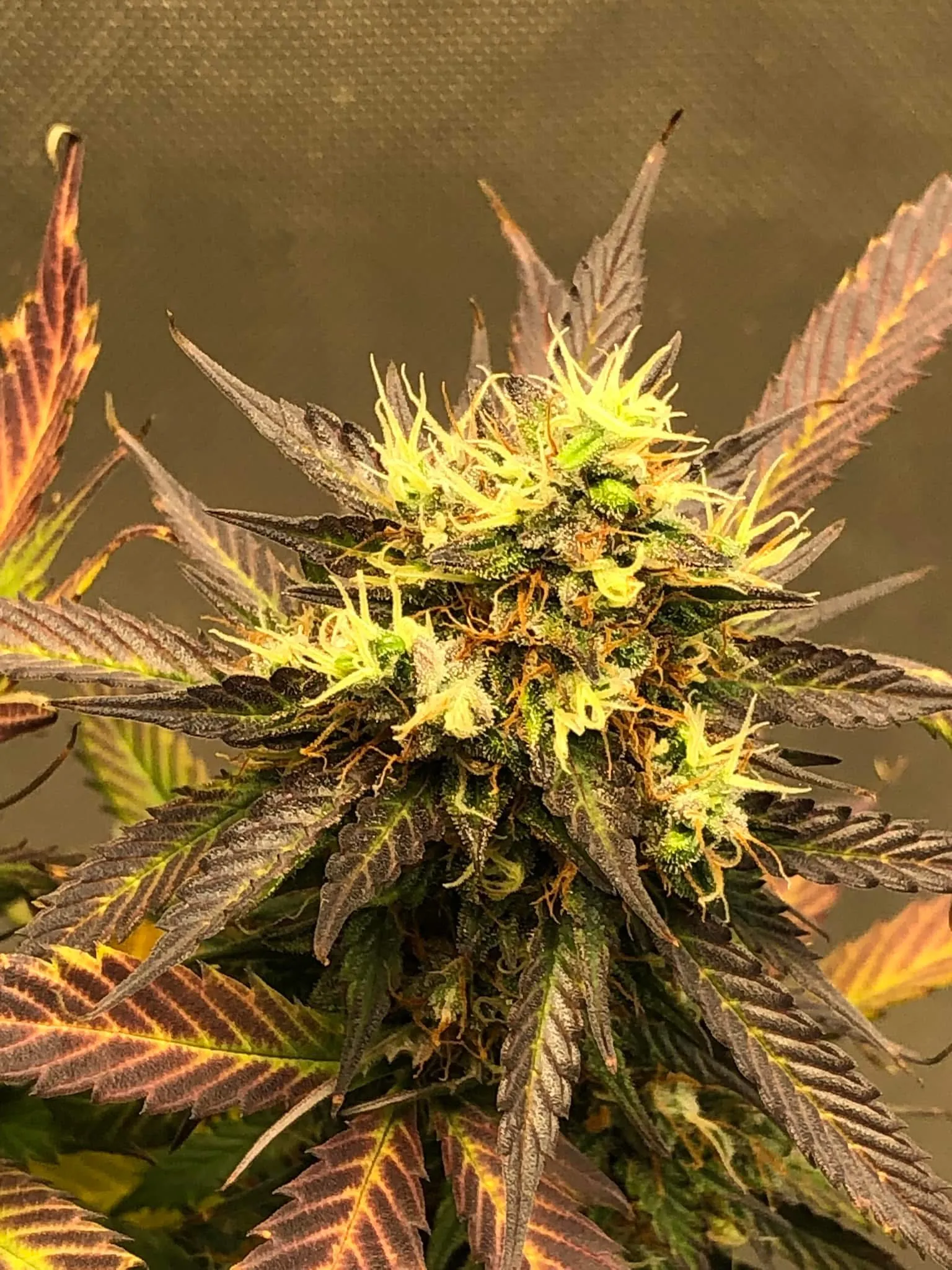 Purple Gorilla Warfare F2 (Reg) - Savage Land Exotics