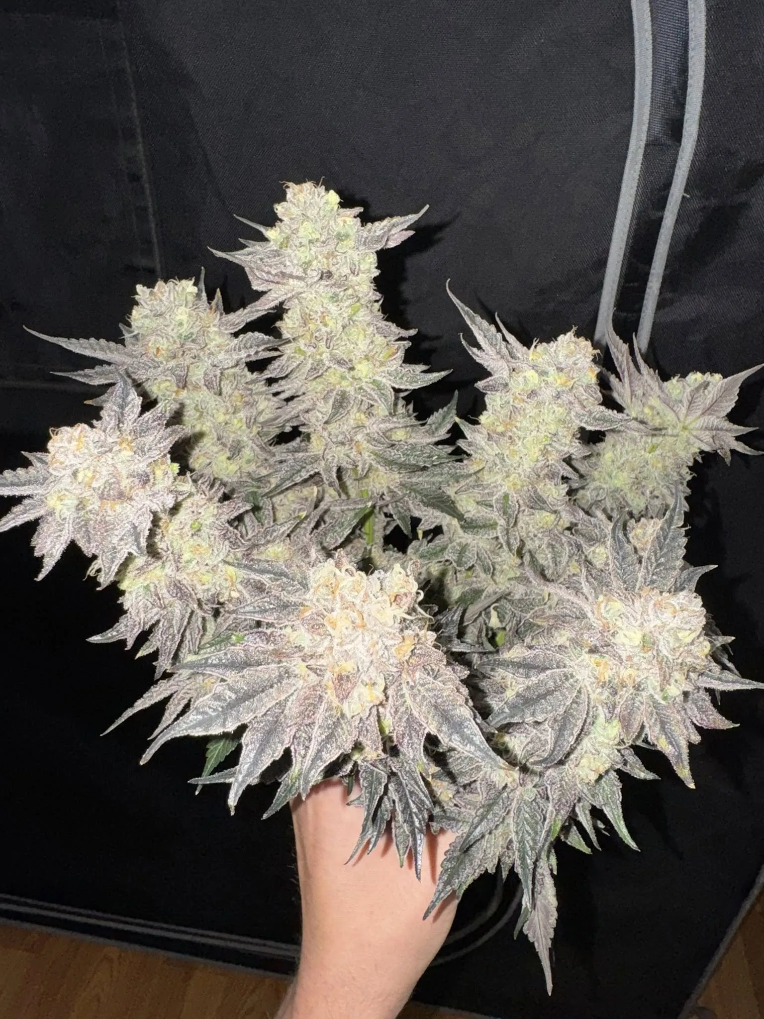 Royal Bitch - Savage Land Exotics
