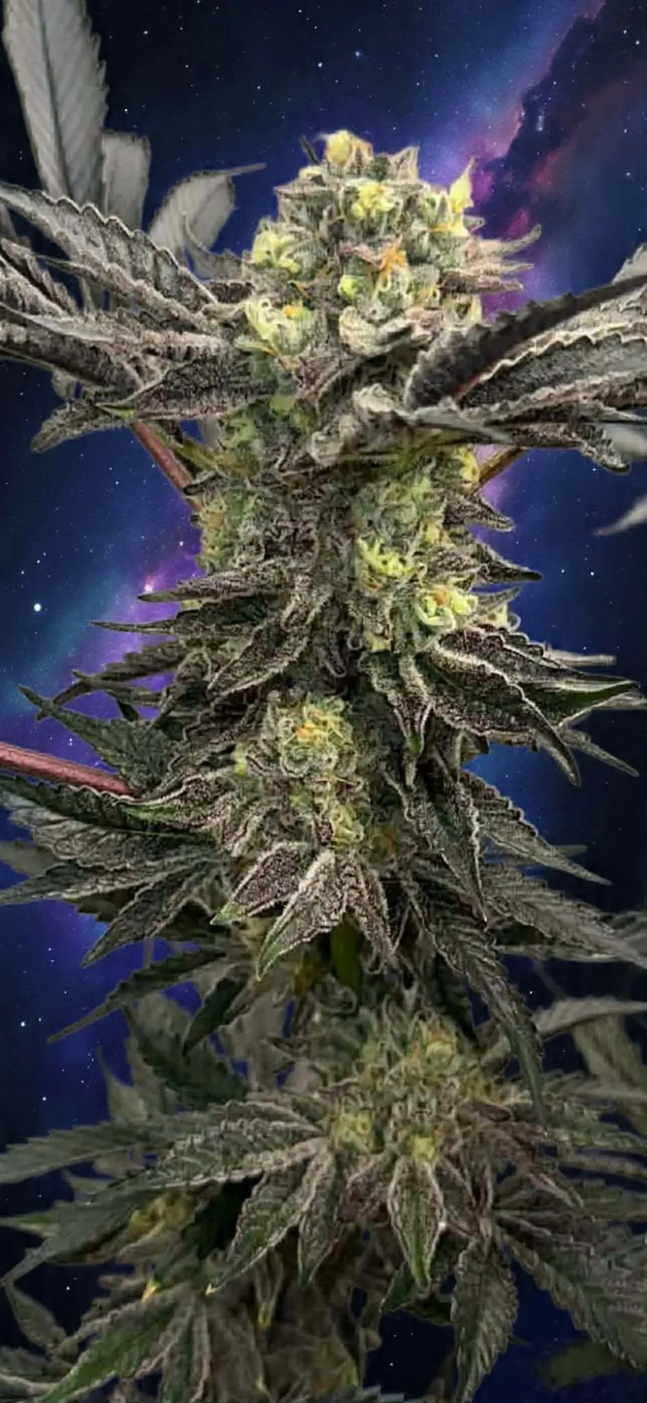 Royal Bitch - Savage Land Exotics
