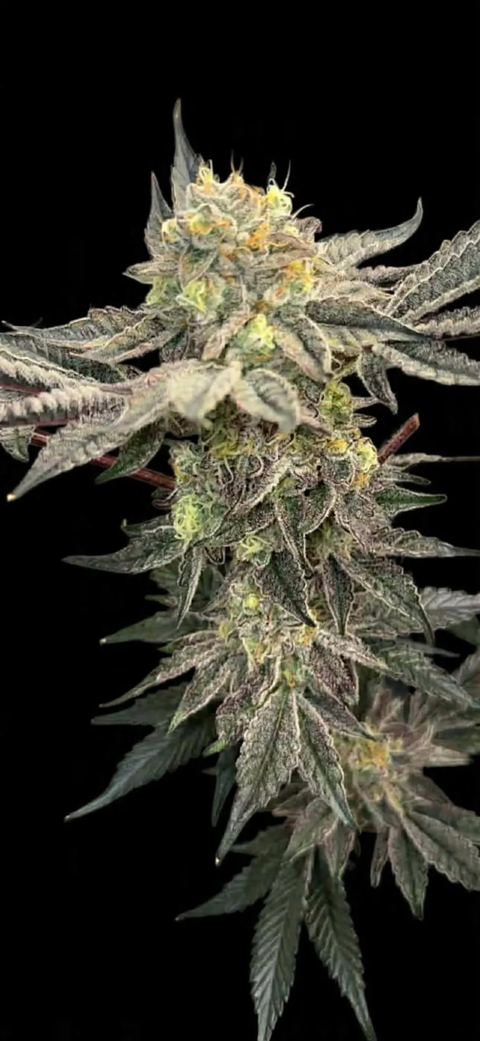 Royal Bitch - Savage Land Exotics