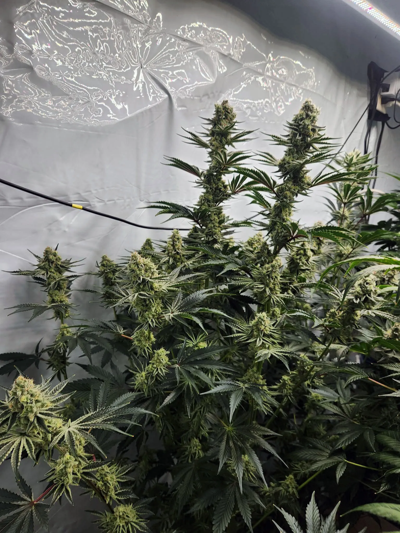 Royal Gas (Sold Out) - Savage Land Exotics