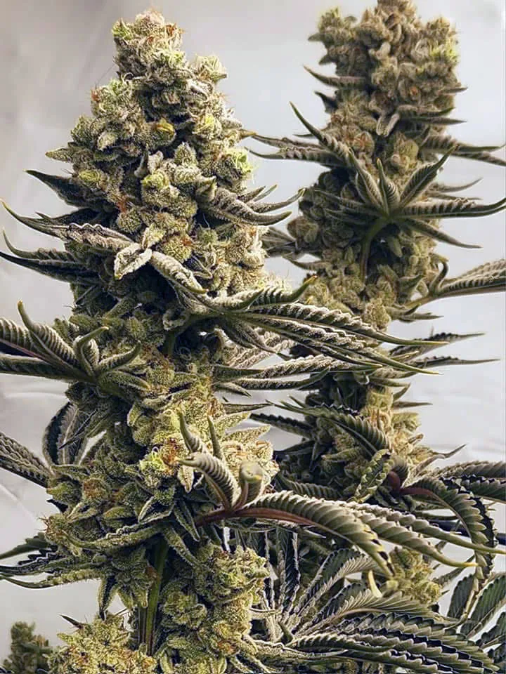 Royal Gas (Sold Out) - Savage Land Exotics