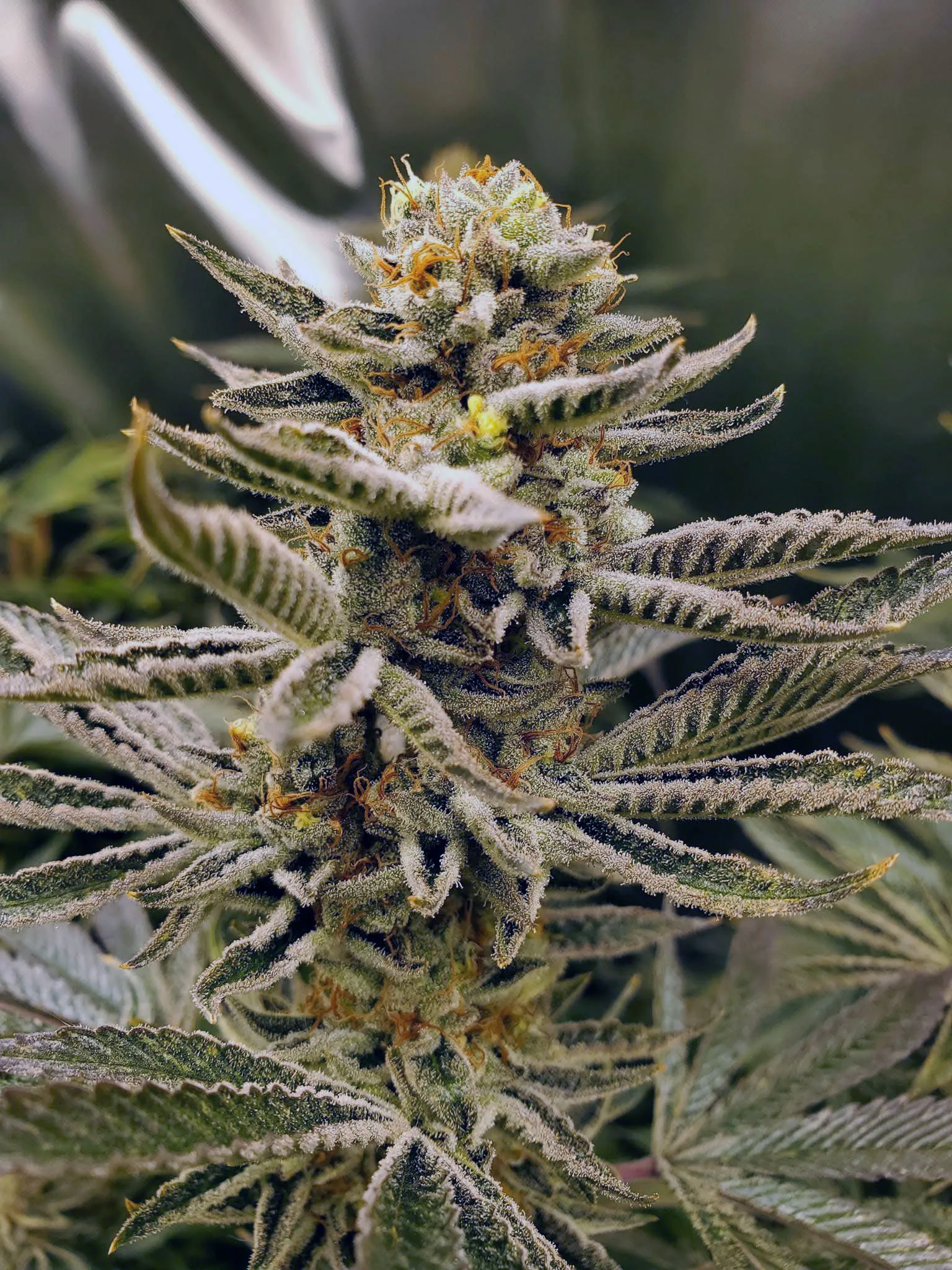 Royal Gas (Sold Out) - Savage Land Exotics
