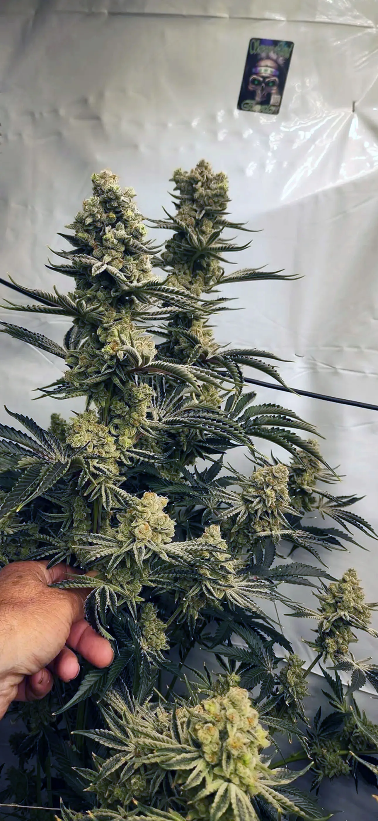 Royal Gas (Sold Out) - Savage Land Exotics