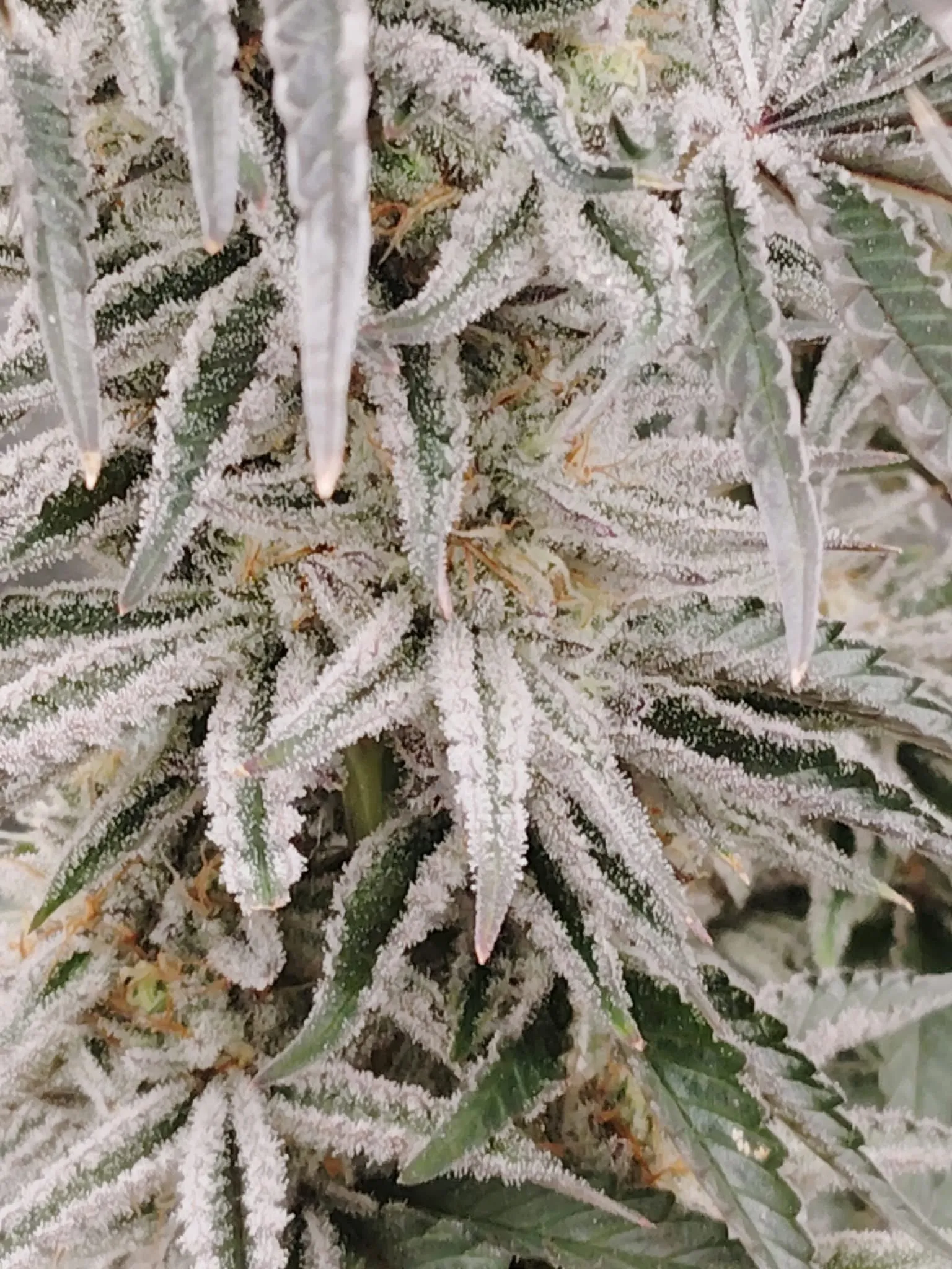 SaVAge Breath 2.0 - Savage Land Exotics
