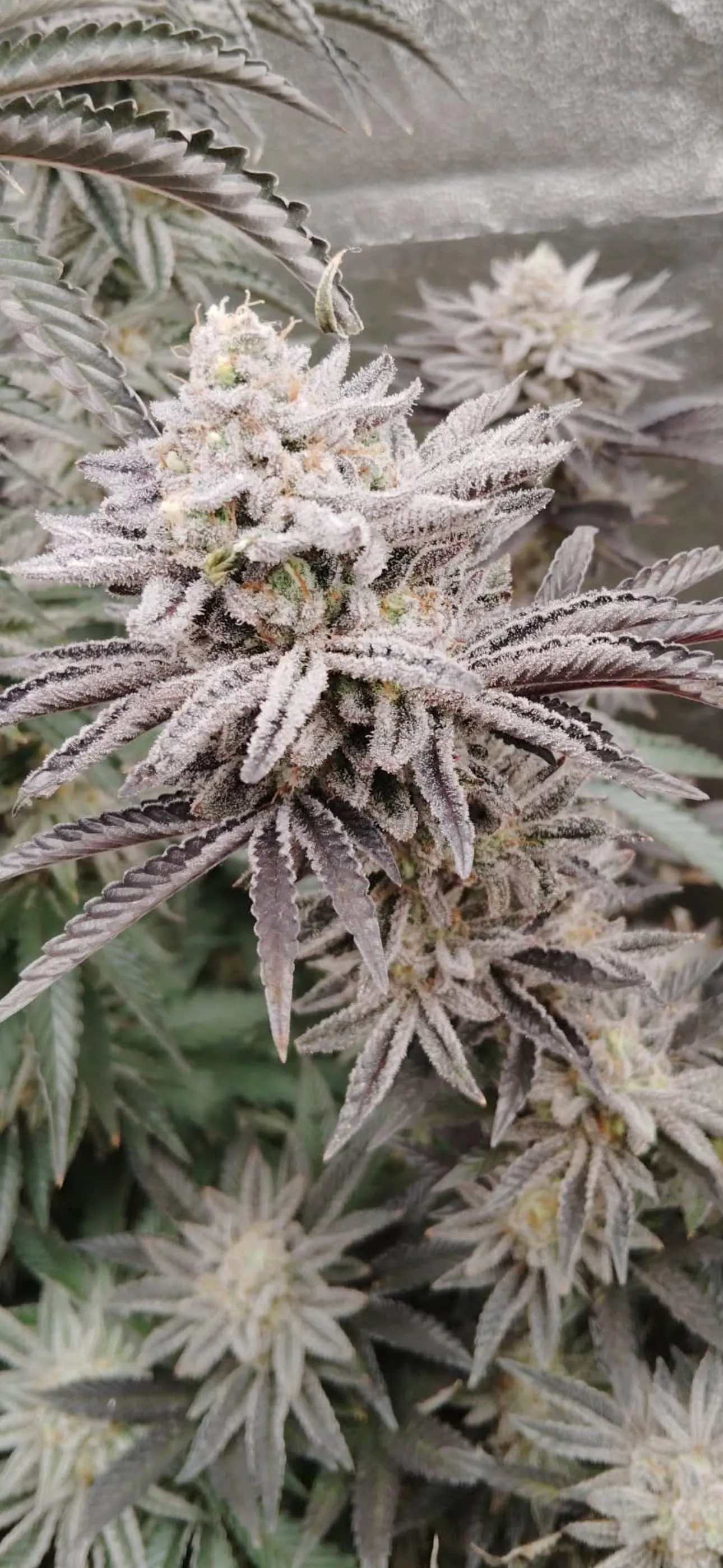 SaVAge Breath 2.0 - Savage Land Exotics