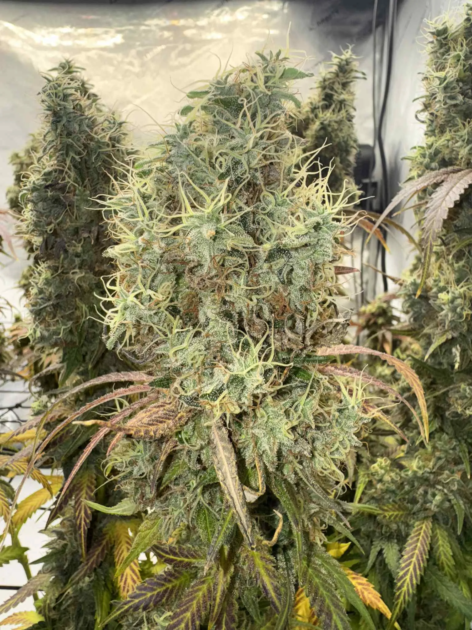 SaVAge Cookies - Savage Land Exotics