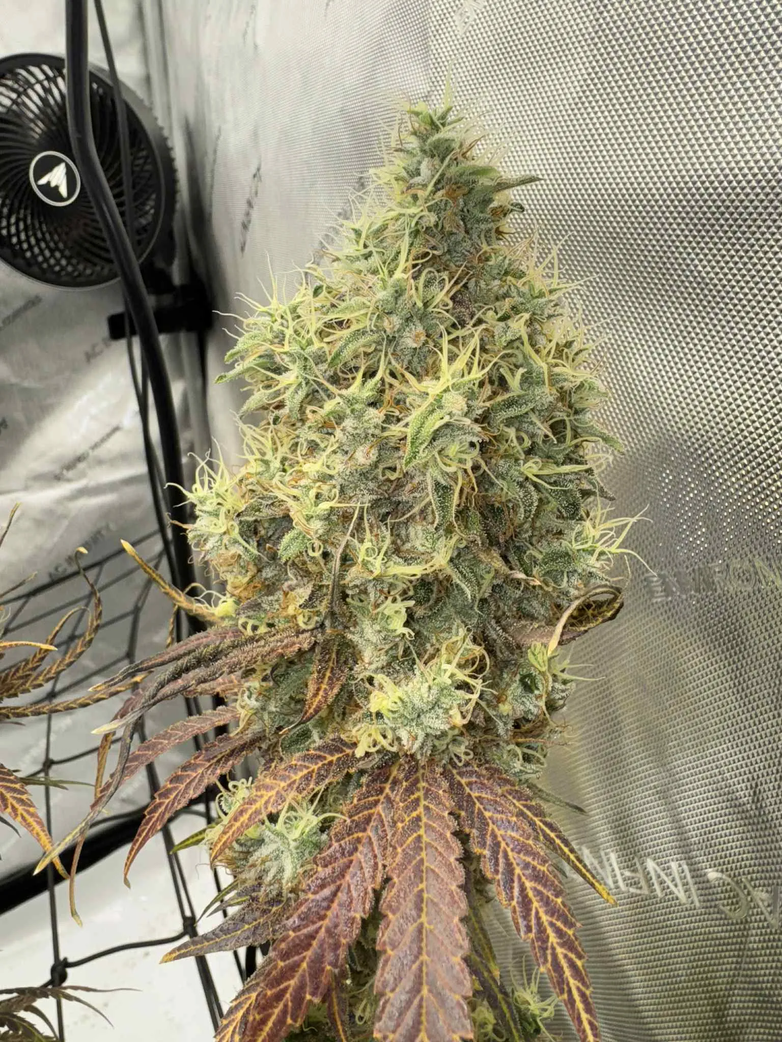 SaVAge Cookies - Savage Land Exotics