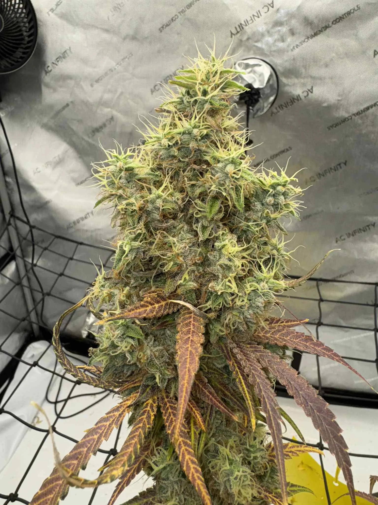 SaVAge Cookies - Savage Land Exotics