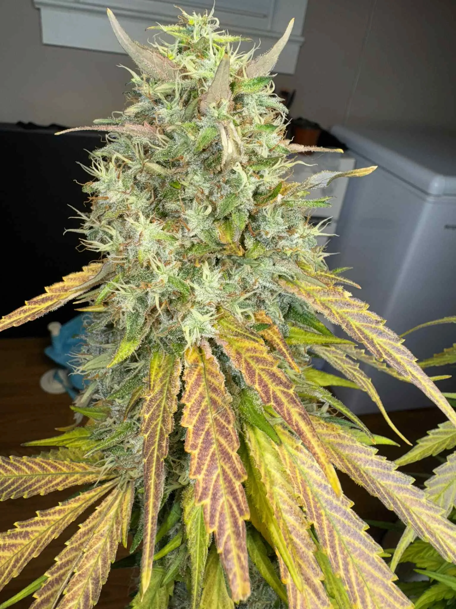 SaVAge Cookies - Savage Land Exotics