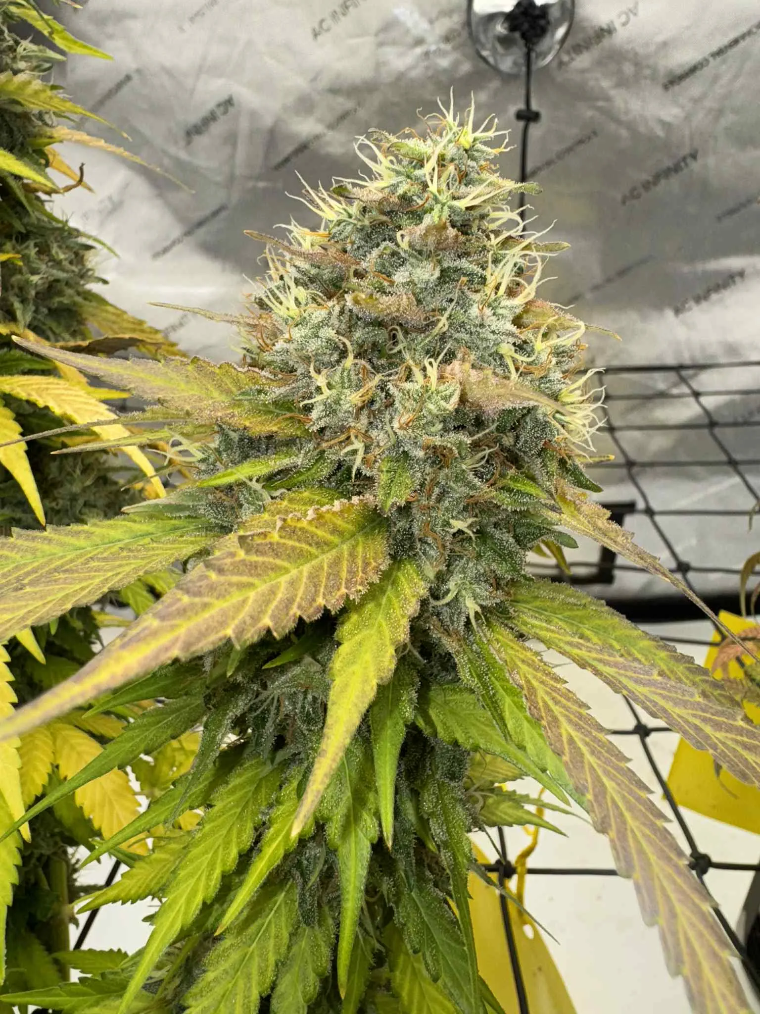 SaVAge Cookies - Savage Land Exotics