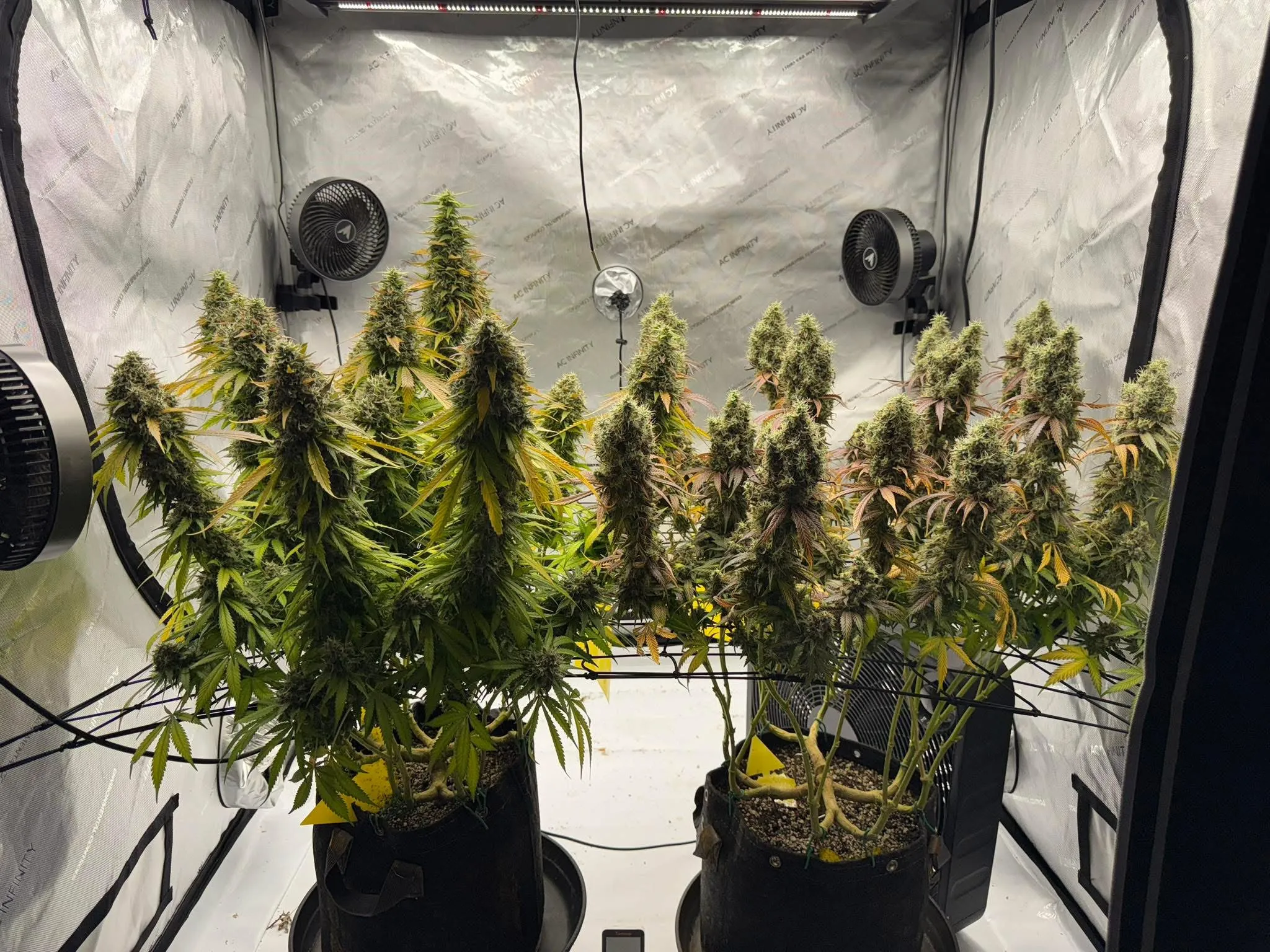 SaVAge Cookies - Savage Land Exotics