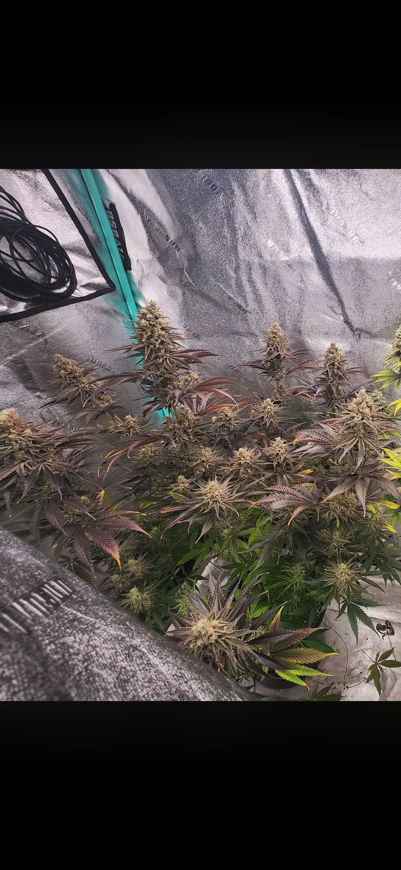 SaVAge Queen - Savage Land Exotics