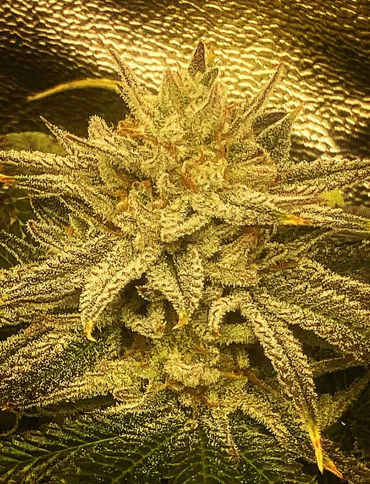 Slumber Cake R2 - Savage Land Exotics