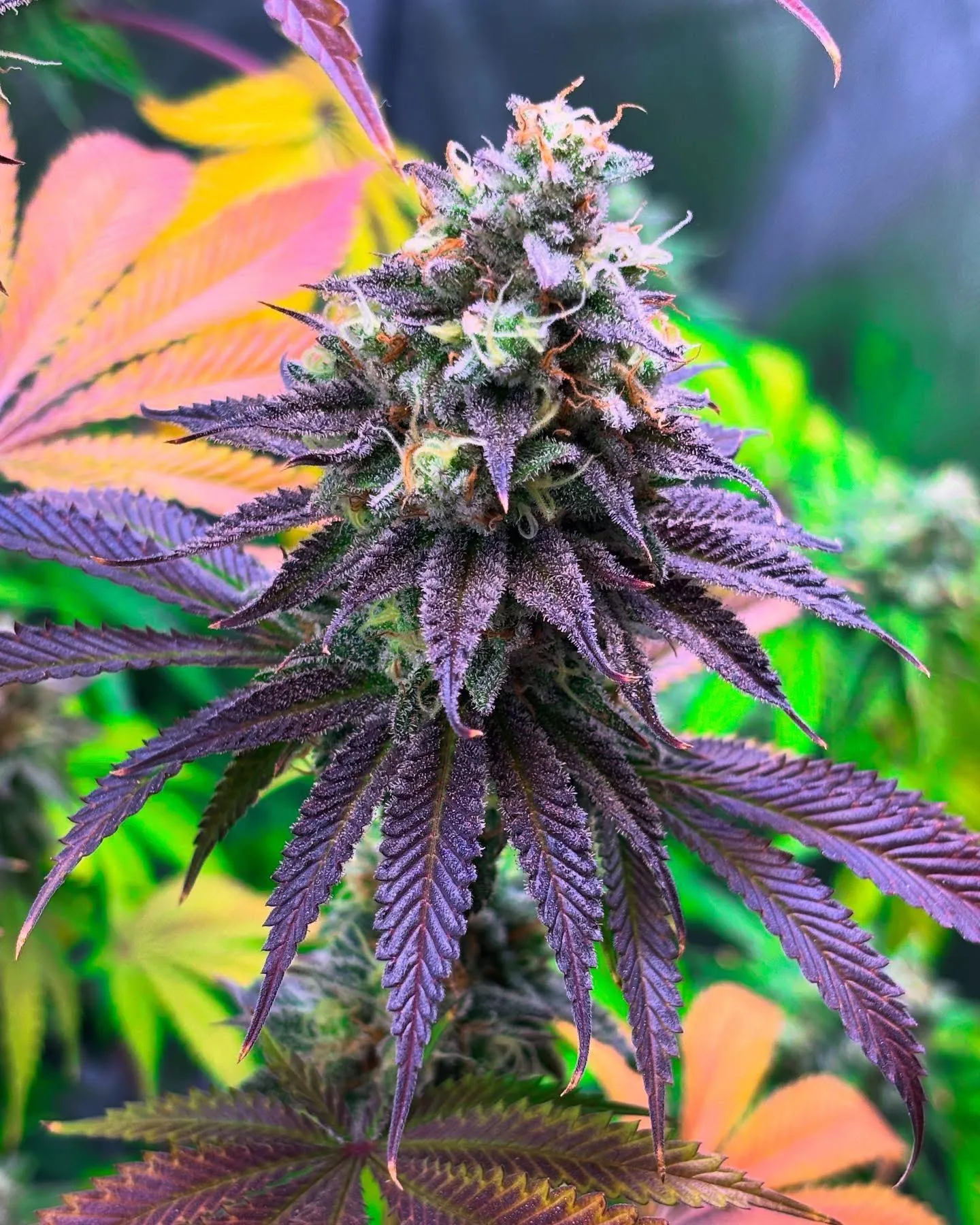 Southern Cut Skunk (Reg) - Savage Land Exotics