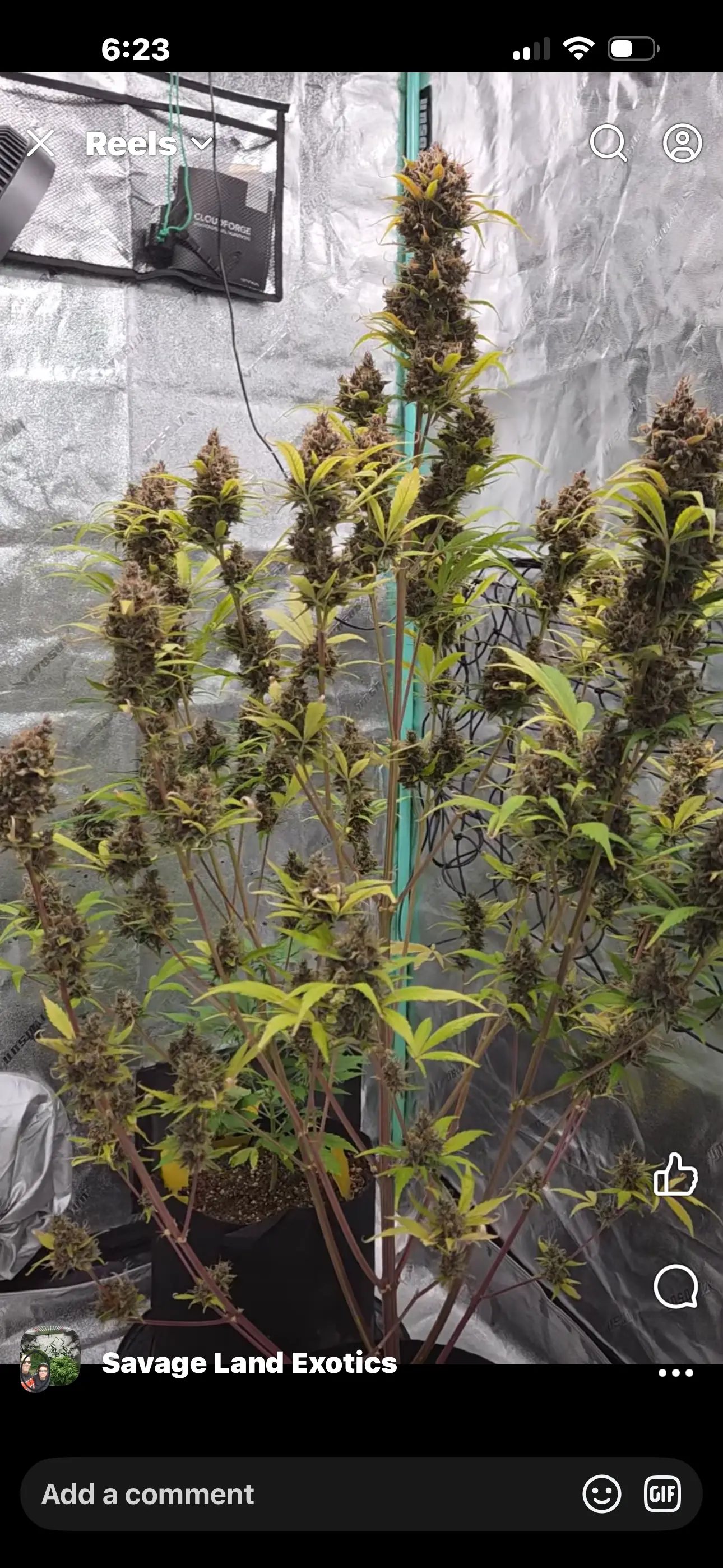 Stars N Straps - Savage Land Exotics
