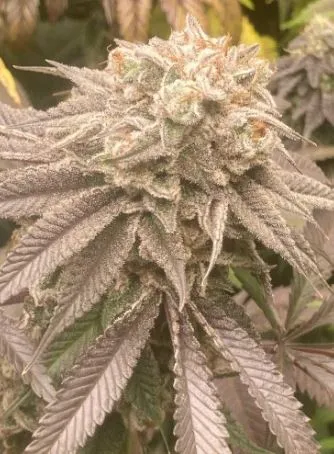 Strawberry Gorilla Cookies (Reg) - Savage Land Exotics