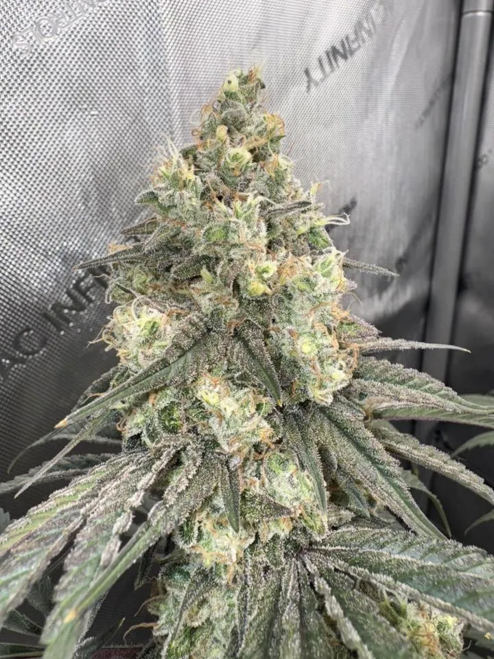 Stripper Sweat - Savage Land Exotics