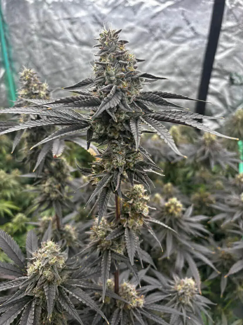 Toasty Marshmallows (Reg) - Savage Land Exotics