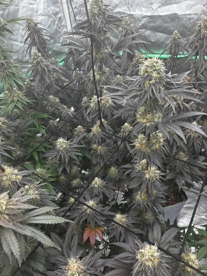 Toasty Marshmallows (Reg) - Savage Land Exotics