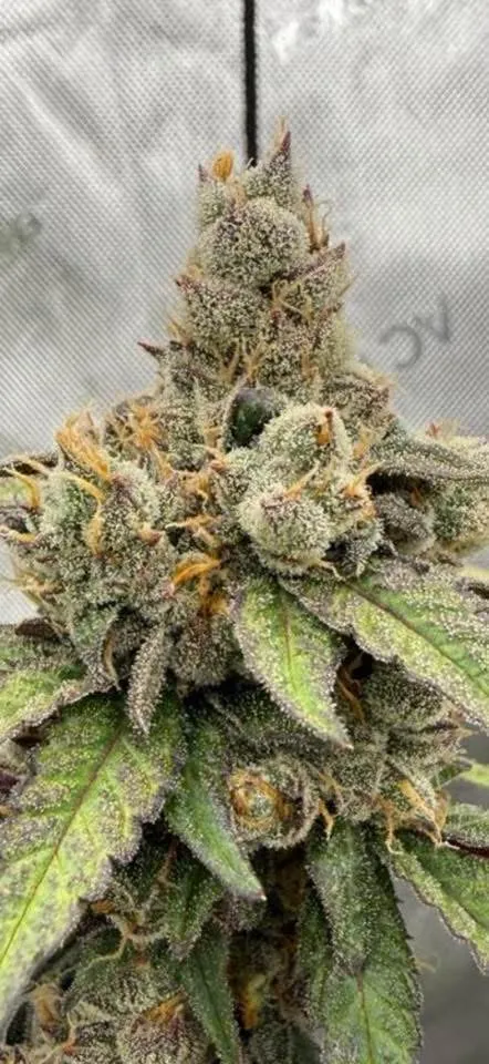 American Skunk