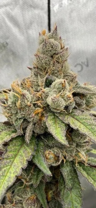 American Skunk