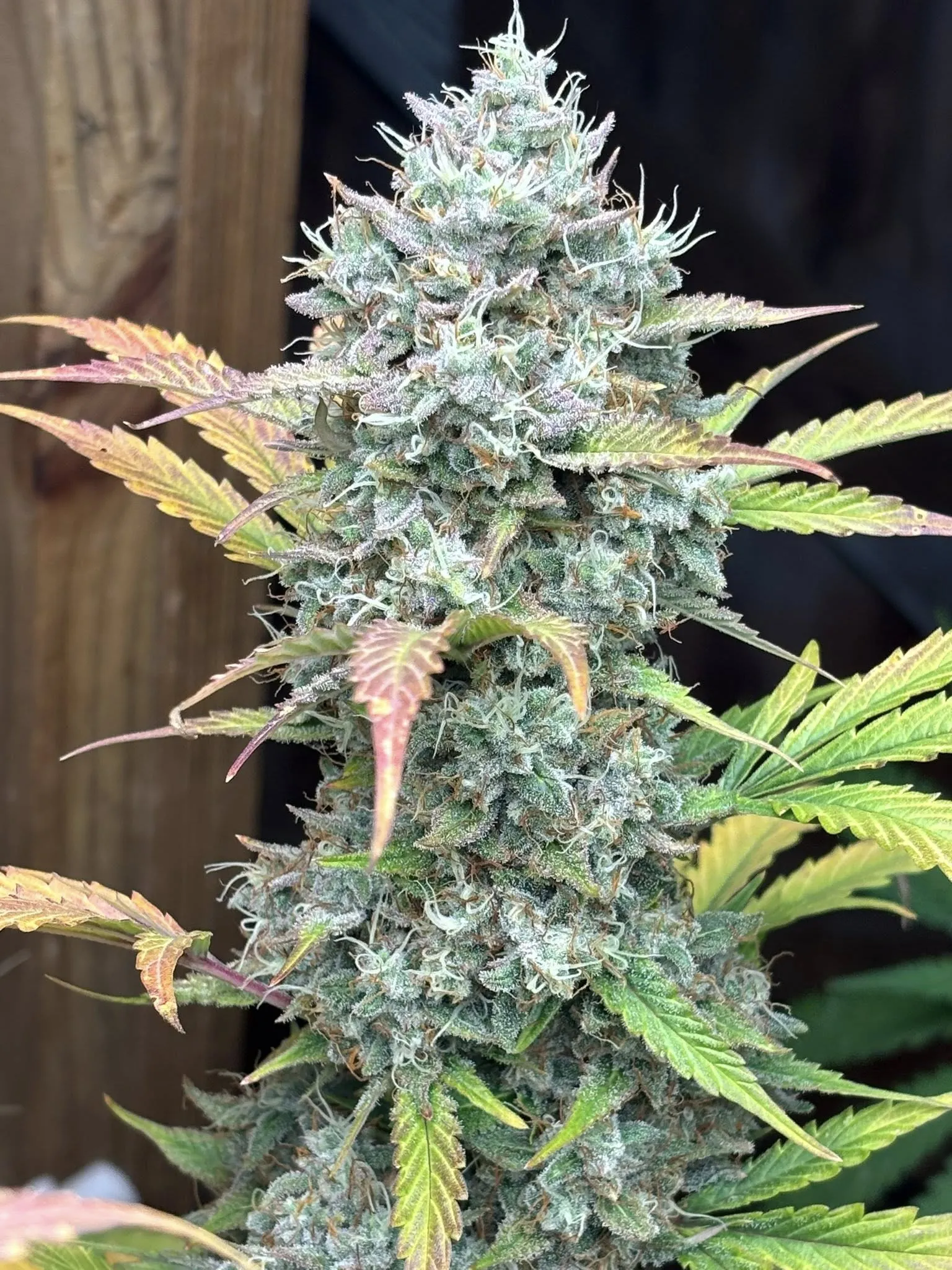 Banana Berry Runtz