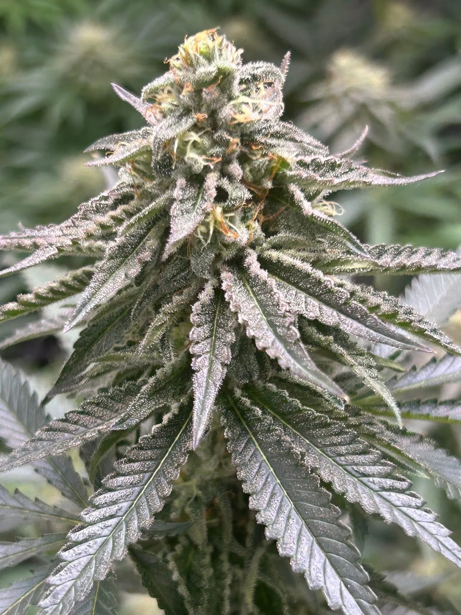 Buckroe Skunk