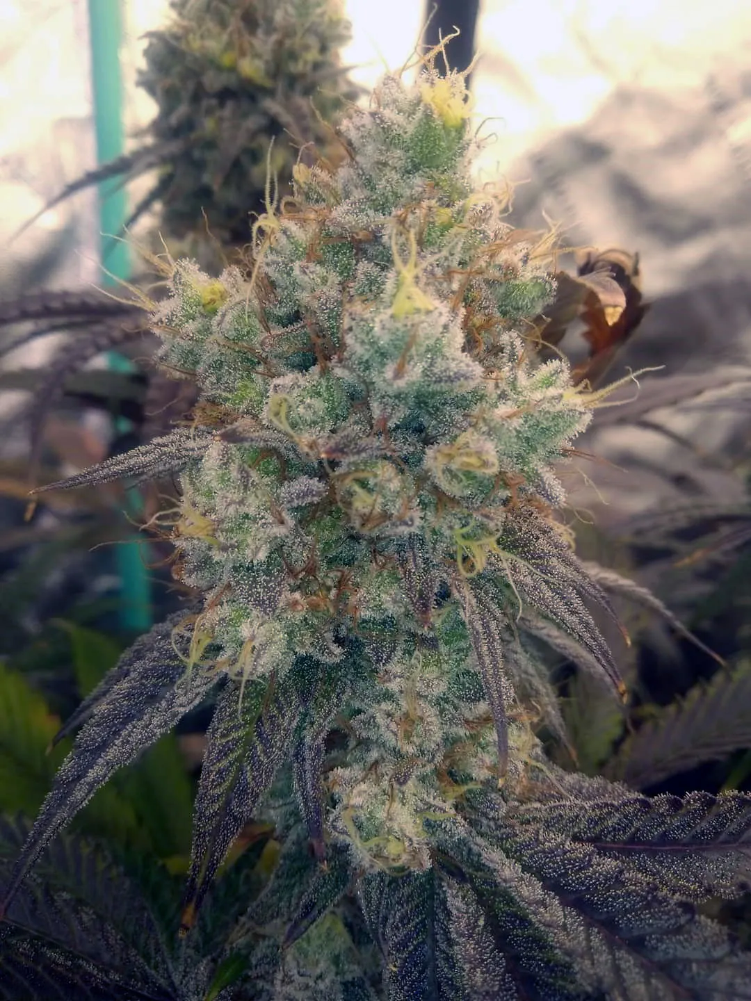 Crushed Oreoz