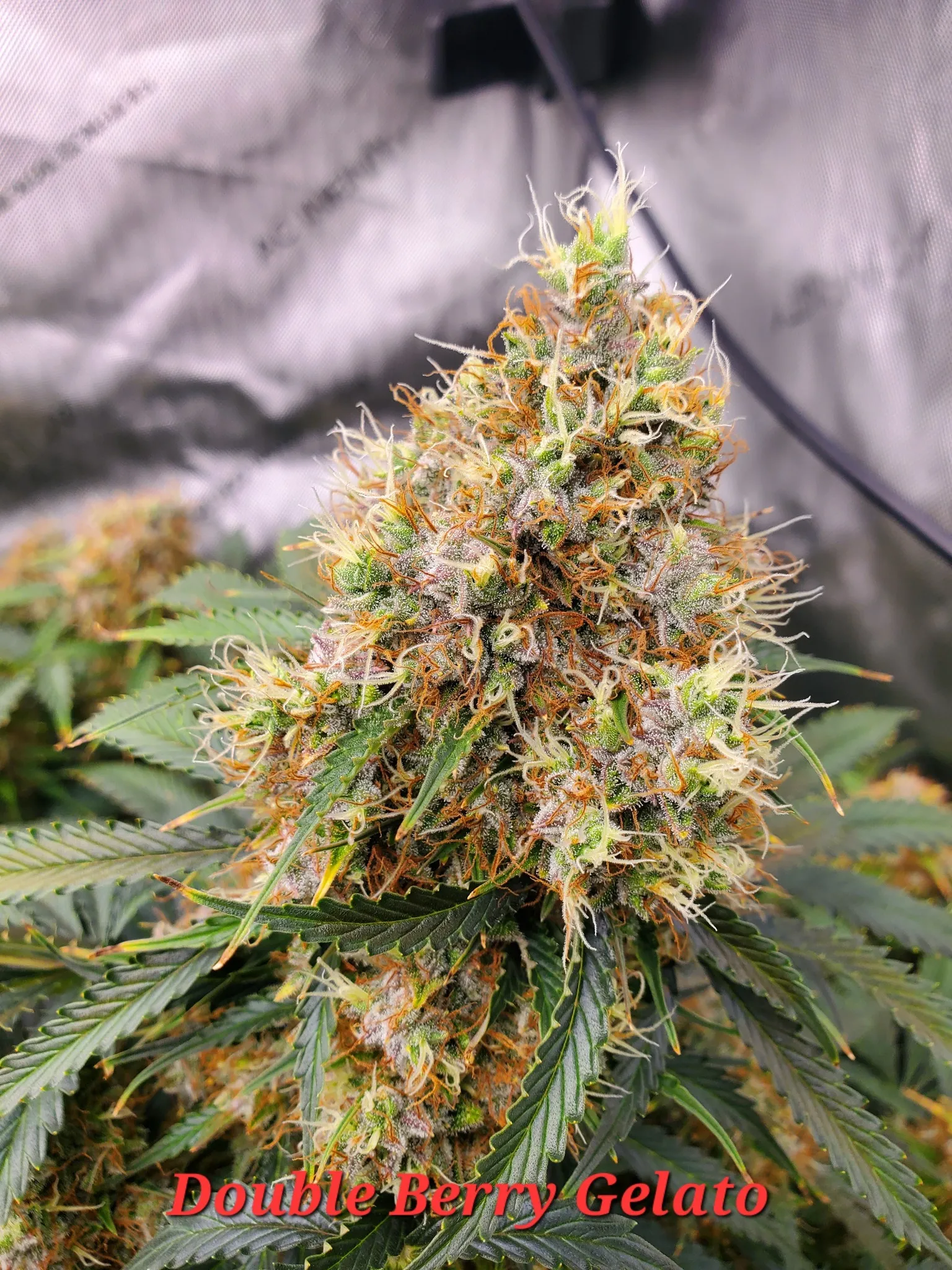Double Berry Gelato