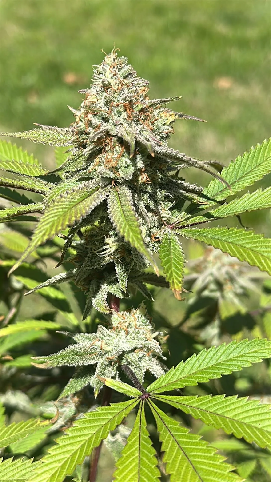 Fatso OG