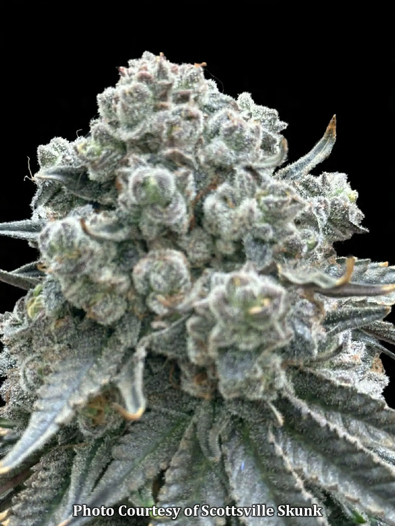 Frosty Dawgg