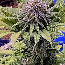 GMO Future (Reg)
