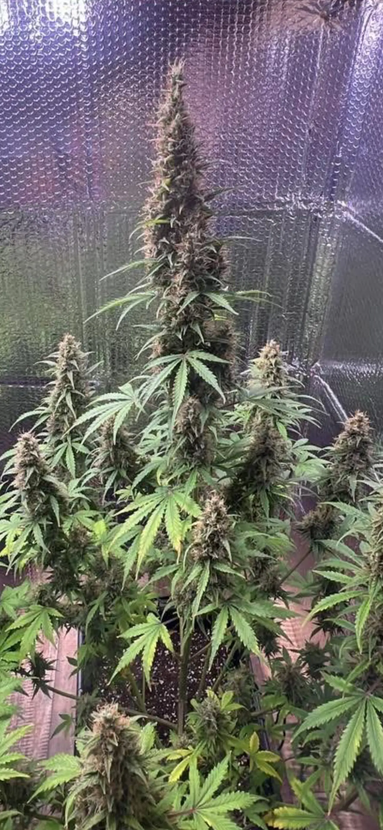 Gorilla Berries