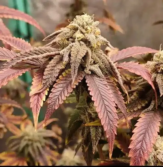 Hood Cookies