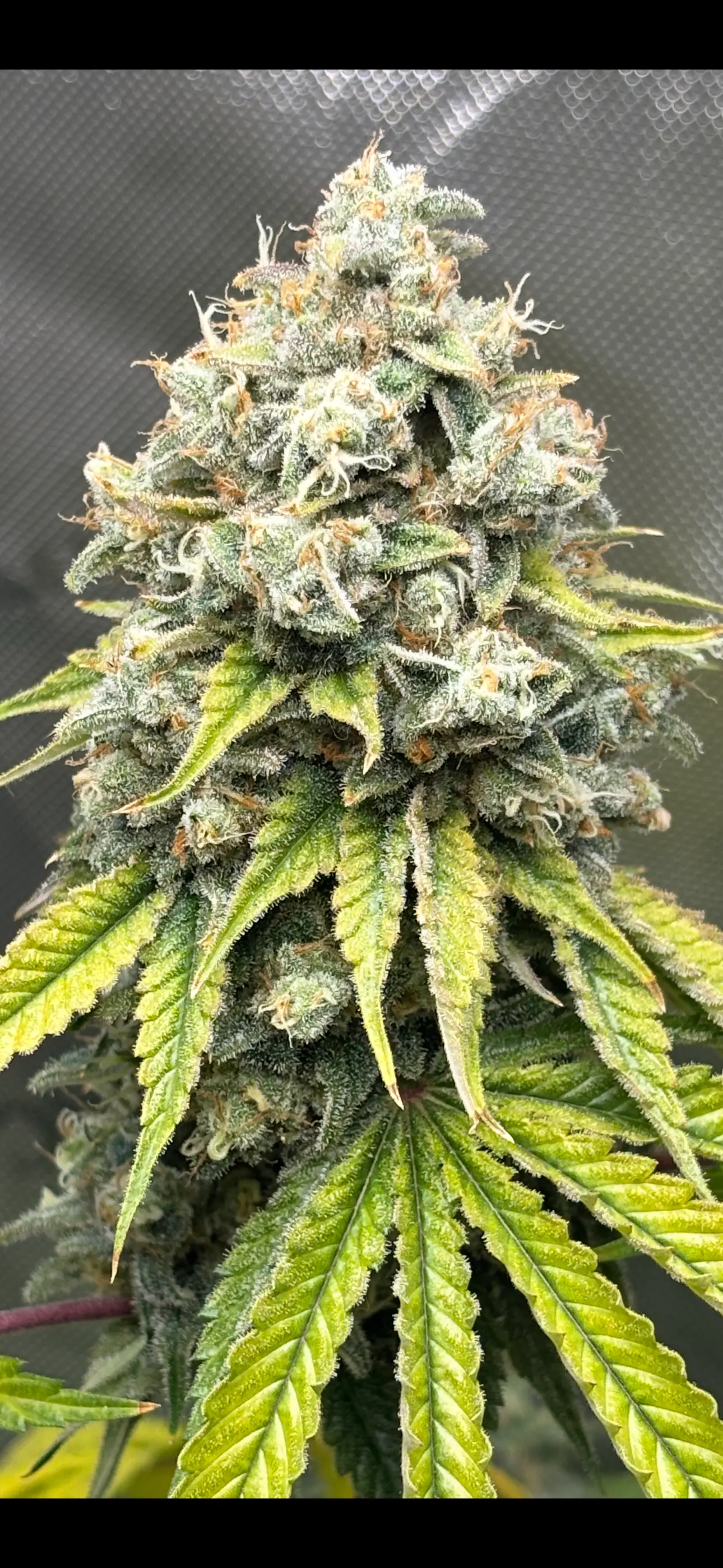 Local Skunk F4 (Reg)