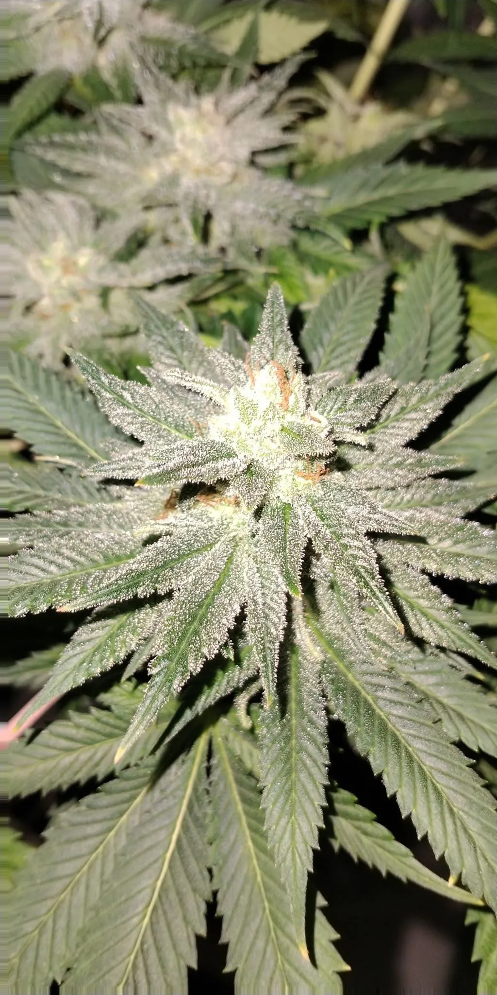Outlaw Skunk (Reg)