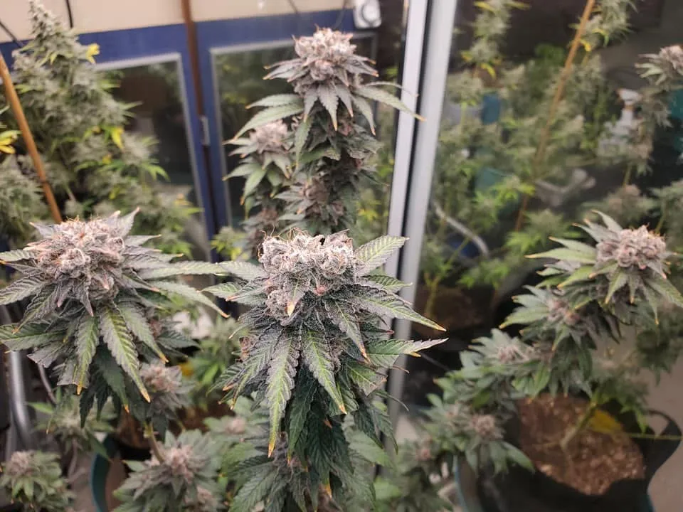 Purple Gorilla Warfare F1 (Reg)