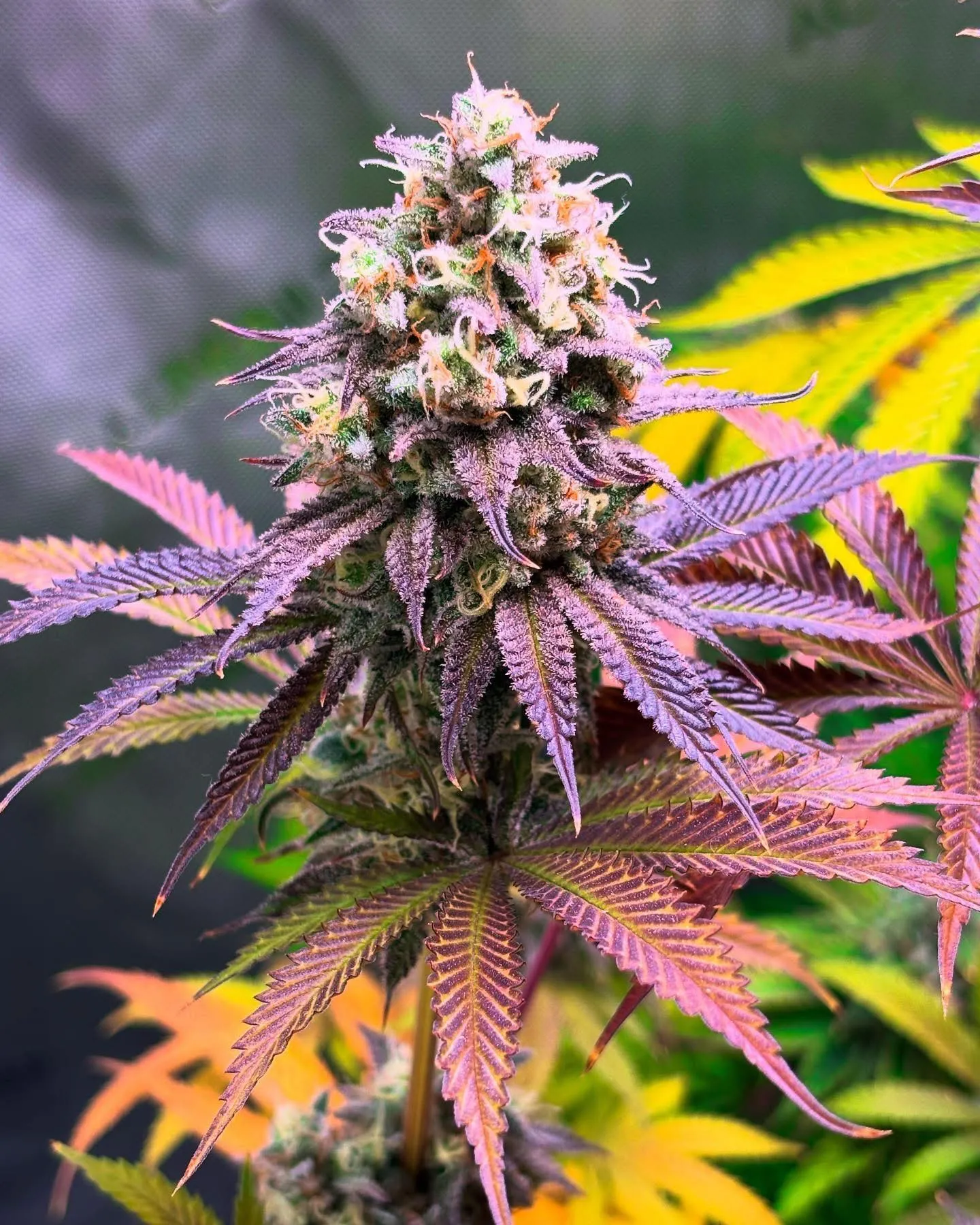 Southern Cut Skunk (Reg)