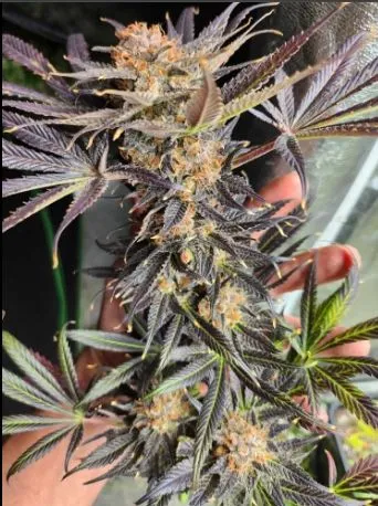Torpor Skunk
